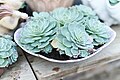 Image 36Echeveria glauca in a Connecticut greenhouse. Botany uses Latin names for identification; here, the specific name glauca means blue. (from Botany)