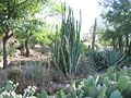 Un grand spécimen de Echinopsis pachanoi en culture.