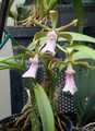 Encyclia cordigera in Parque Bicentenario, Ciudad de México, Mexico.