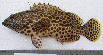 Epinephelus merra de Nouvelle-Calédonie