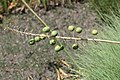 Section of withered flower spike bearing still green, but almost ripe, seed capsules, Halle Botanic Garden