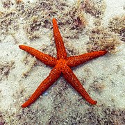 Estrella roja del Mediterráneo (Echinaster sepositus), Parque natural de la Arrábida, Portugal, 2020-07-31, DD 79