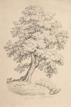 Quercia verde, crayon sur papier, 42,5 × 28,5 cm, collection privée.