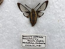 A Hemaris aethra specimen rests on a foam board in a display box. The handwritten label below it reads: "Hemaris diffinis. Snowberry hawkmoth. Atikokan, Ontario. June 21, 1981."