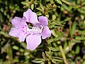 Hemiandra pungens