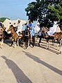 Colorful display of horse riders at the 2023 Bokobaru Gaani Festival