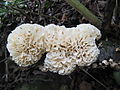 Hydnopolyporus palmatus.