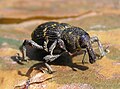 The Pine weevil, Hylobius abietis