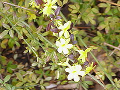 Jasminum nudiflorum