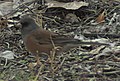 Pink-sided Dark-eyed Junco, first success in a six-week-long quest