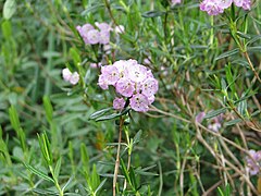 Description de l'image Kalmia poliifolia.jpg.