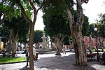 A modern plaza with many large trees and a fountain in the middle.