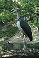 Lesser adjutant