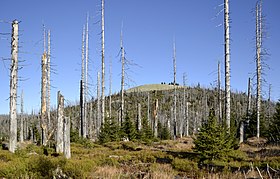 Vue du sommet du Lusen.