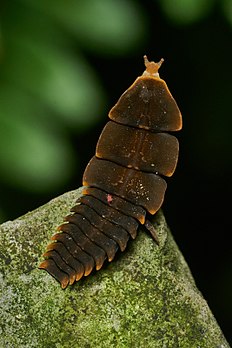 Larva de Lycidae com um ácaro Cunaxidae nas costas. (definição 2 133 × 3 200)