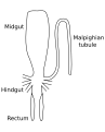 Image 10Stylized diagram of insect digestive tract showing malpighian tubule, from an insect of the order Orthoptera. (from Insect morphology)