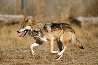 Quatre meutes de loups mexicains errent dans le désert.