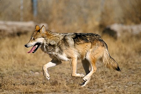 Mexican wolf, by the United States Fish and Wildlife Service (edited by Yummifruitbat)
