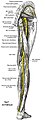 Les nerfs de la face postérieure du membre inférieur.