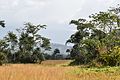 Des paysages de savane sont courants sur les plateaux et replats, où l'eau devient plus rare.