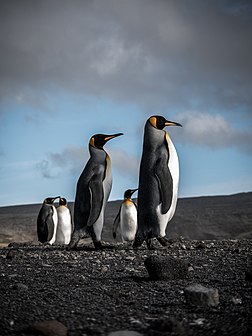 Des manchots royaux en Terres australes et antarctiques françaises. (définition réelle 3 448 × 4 592)