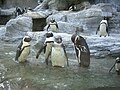 ペンギンエリア