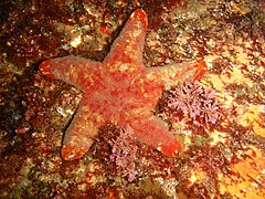 Petricia vernicina