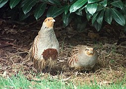 Deux oiseaux posés au sol vus de face. L'un se dresse, l'autre est penché en avant.