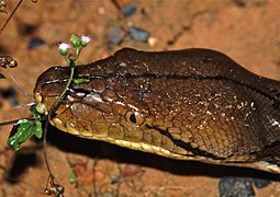 Détail de la tête photographiée dans le parc national de Khao Yai