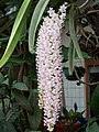 Rhynchostylis retusa