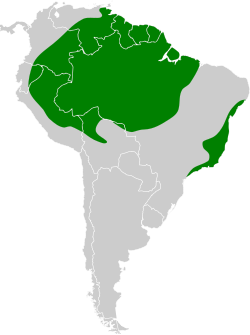 Distribución geográfica de la plañidera gris.