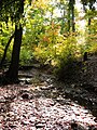 Stream in Rutgers Gardens