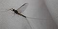 Mayfly, Siphlonurus occidentalis, Aspen Vista Trail, Santa Fe National Forest. Thanks to Roger Rohrbeck at BugGuide.net for ID.