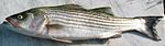 Striped bass