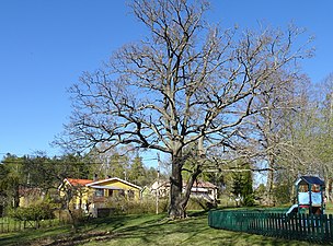 Platsen för Svedmyratorpet är en del av Svedmyraskogen.