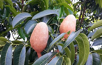 Fruit: Pomme d'acajou.