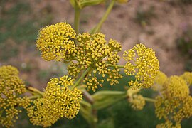 Ferula lancerottensis