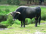 photo couleur d'un taureau noir à ligne dorsale gris clair. La tête massive porte des poils bouclés et de longues cornes torsadées. Le mufle est noir cerclé de blanc.