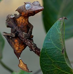 Description de l'image Uroplatus ebenaui 3 cutted.jpg.