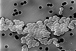 Enterococcus