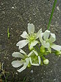 Flowers of Venus Fly Trap