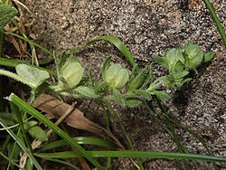 蒴果に果柄があり、蒴果の先端はへこむ。