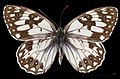 Melanargia occitanica