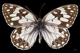 Melanargia occitanica ♂ MHNT