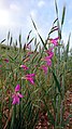 Growing wild in Behbahan