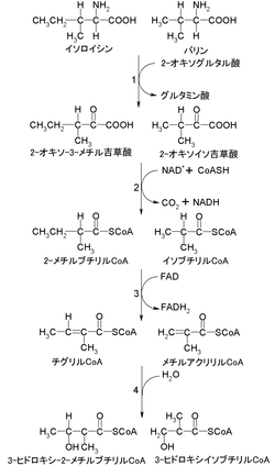 イソロイシンとバリンの分解経路