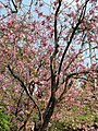 Bauhinia variegata is almost leafless during flowering. Bauhinia purpurea and Bauhinia blakeana, which are often confused with B. variegata, are leafy during flowering.