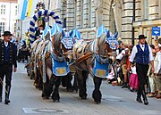 Beer horse cart from the Hofbräuhaus brewery at Oktoberfest Germany (2013)