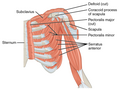 Subclavius (labeled top left) — frontal view