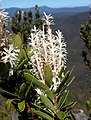 Erect flower spikes